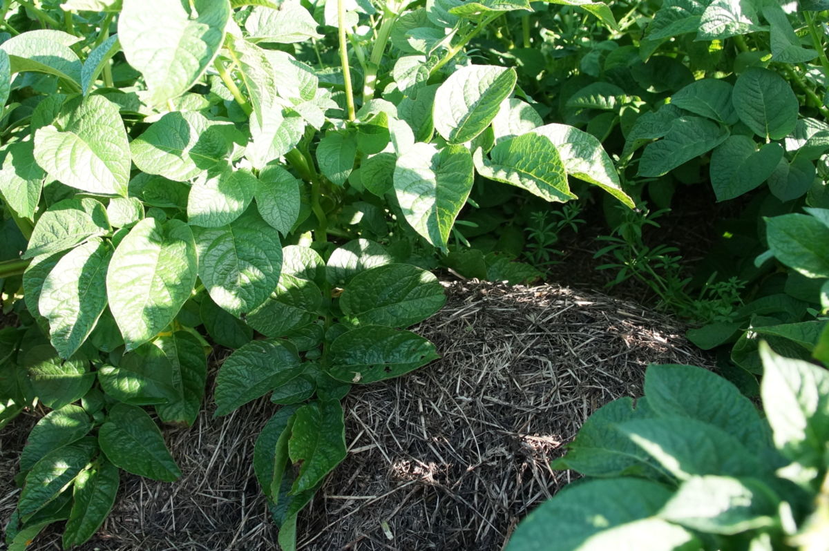 Regenerativer Kartoffelanbau: Das Roden erfolgt mit gängiger Technik. Regenerativer Kartoffelanbau: Das Roden erfolgt mit gängiger Technik.