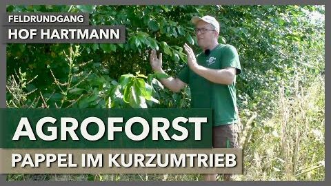 Agroforst zur Energieholzgewinnung, Pappel im Kurzumtrieb | Hof Hartmann | Feldrundgang 3