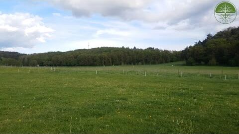 Bäume auf der Fläche und Kleinklima | Scheuerhof |  Relavisio auf dem Feld (2019)