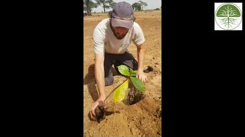 Baumpflanzanleitung | Beratungsprojekt Senegal (2018)