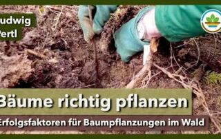 Baumpflanzung für Dauerwald – Kriterien für Qualität und Erfolg | IG Gesunder Boden |  Waldtag 2024