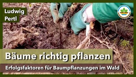 Baumpflanzung für Dauerwald – Kriterien für Qualität und Erfolg | IG Gesunder Boden | Waldtag 2024