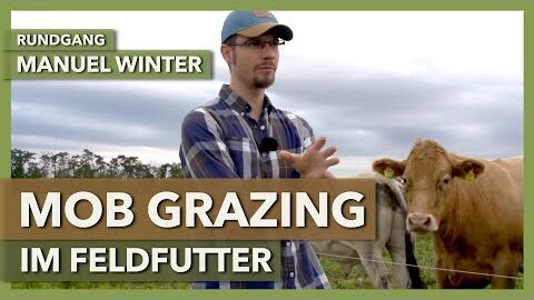 Beweidung von Feldfutter mit Mob Grazing | Manuel Winter | Masterarbeit & Rundgang 1