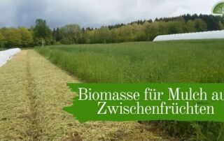 Biomasse für Mulch aus Zwischenfrüchten |  Mulchgemüsebau | Biogemüsehof Dickendorf (2019)