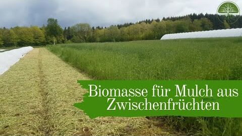 Biomasse für Mulch aus Zwischenfrüchten |  Mulchgemüsebau | Biogemüsehof Dickendorf (2019)