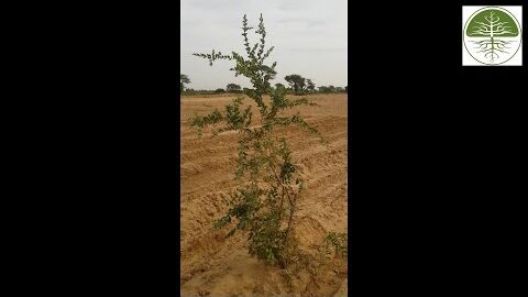 Buschverbiss durch freilaufende Tiere | Projekt Senegal (2018)