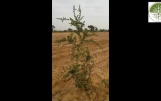 Buschverbiss durch freilaufende Tiere | Projekt Senegal (2018)