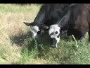 Cows Eat Weeds Introduction