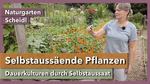 Dauerkulturen durch Selbstaussaat – geniale Methode | Naturgarten Scheidl | Rundgang 4 | 2023