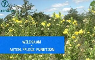Der Wildkräutersaum | Artenvielfalt und Naturschutz | Rundgang | Freybauern