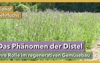 Die Distel – Freund oder Feind? | Biohof Zehrfuchs | Rundgang 10 | 2021