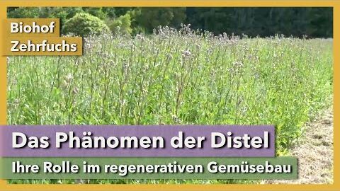 Die Distel – Freund oder Feind? | Biohof Zehrfuchs | Rundgang 10 | 2021