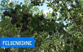 Die Felsenbirne | Lecker aber wenig haltbar | Freybauern