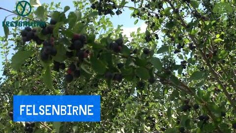 Die Felsenbirne | Lecker aber wenig haltbar | Freybauern