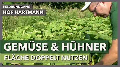 Doppelnutzung des Hühnerauslaufs mit Gemüse | Hof Hartmann | Feldrundgang 11