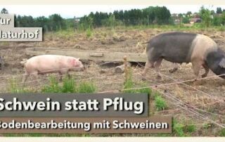 Einfach genial: Schweine zur Bodenbearbeitung | Pur Naturhof | Rundgang 3 | 2021