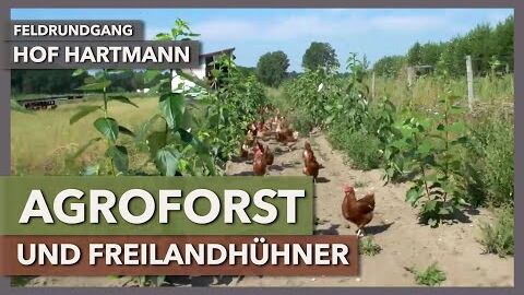 Freilandhühner im Agroforst – Anlage, Pflege, Nutzen | Hof Hartmann | Feldrundgang 12