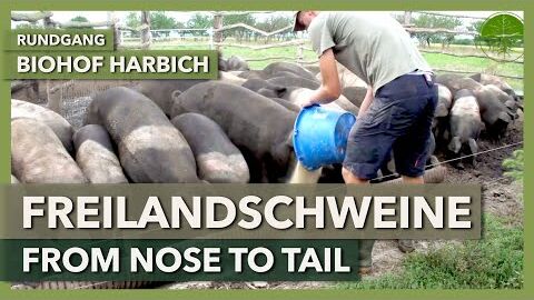 Freilandschweine – Haltung, Schlachtung, Verarbeitung | Biohof Harbich | Rundgang 2