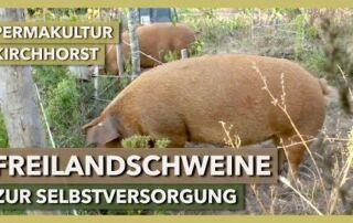 Freilandschweine zur Selbstversorgung mit Fleisch | Permakultur Kirchhorst | Rundgang 4
