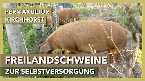 Freilandschweine zur Selbstversorgung mit Fleisch | Permakultur Kirchhorst | Rundgang 4