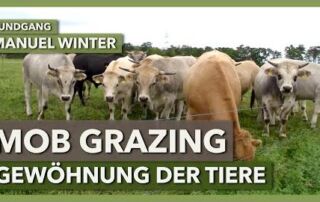 Gewöhnung der Tiere an die Abläufe im Mob Grazing | Manuel Winter | Rundgang 4
