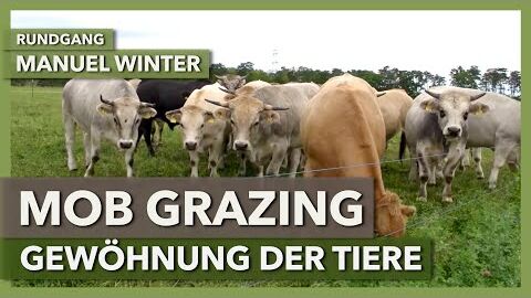 Gewöhnung der Tiere an die Abläufe im Mob Grazing | Manuel Winter | Rundgang 4