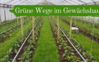 Grüne Wege im Gewächshaus | Düngung und Aufleitesystem für Tomaten | Biogemüsehof Dicken (2019)
