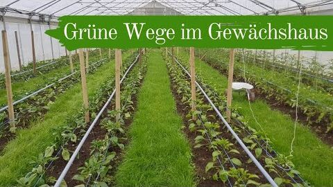 Grüne Wege im Gewächshaus | Düngung und Aufleitesystem für Tomaten | Biogemüsehof Dicken (2019)