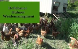 Hühner und Agroforst Update | Hellebauer | Bodenfruchtbarkeit im Grünland steigern | Mai 2020