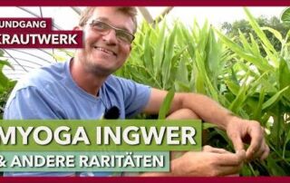 Japanischer Ingwer “Myoga” & andere Raritäten für die Marktgärtnerei | Krautwerk | Rundgang 6