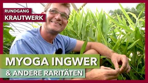 Japanischer Ingwer “Myoga” & andere Raritäten für die Marktgärtnerei | Krautwerk | Rundgang 6