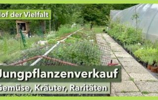 Jungpflanzen & Topfkräuter für den Verkauf | Hof der Vielfalt | Rundgang 5