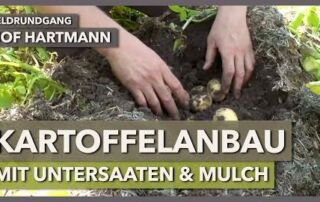 Kartoffelanbau mit Untersaaten und Mulch + mehrjährige Blühstreifen | Hof Hartmann | Feldrundgang 14