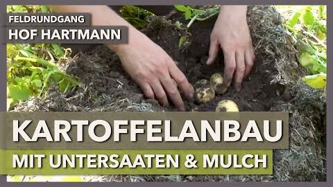 Kartoffelanbau mit Untersaaten und Mulch + mehrjährige Blühstreifen | Hof Hartmann | Feldrundgang 14