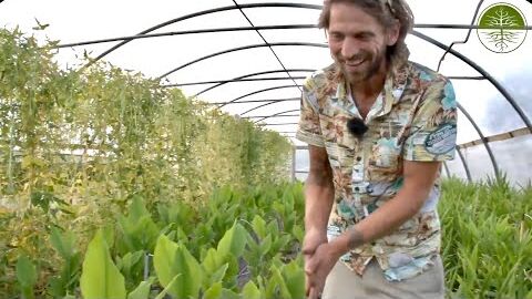 Klauserei | Gartenrundgang Teil 4 | Raritäten, Ingwer, Kurkuma, Gewächshäuser, Wintergemüseanbau