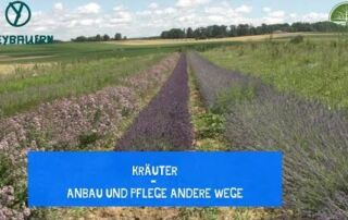 Kräuter | Auch hier gibt es andere Wege | Anbau und Pflege | Freybauern
