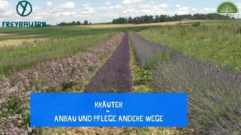 Kräuter | Auch hier gibt es andere Wege | Anbau und Pflege | Freybauern