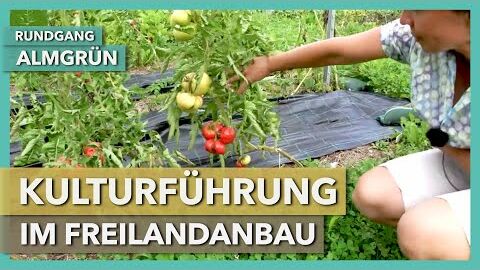 Kulturenbesprechung – Freilandtomaten, Untersaaten, Bio-Blumen | Almgrün | Rundgang 3 | 2020