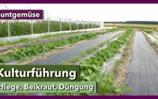 Kulturführung, Beikrautmanagement & Flächengestaltung | Buntgemüse | Rundgang 4 | 2021