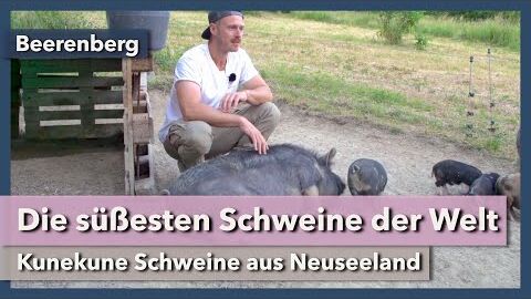 Kunekune – Die süßesten Schweine der Welt | Beerenberg | Rundgang 1 | 2021