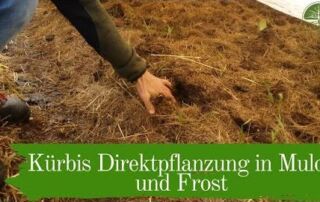 Kürbis Direktpflanzung in Mulch und Frost | Mulchgemüsebau | Biogemüsehof Dickendorf (2019)