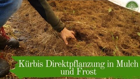 Kürbis Direktpflanzung in Mulch und Frost | Mulchgemüsebau | Biogemüsehof Dickendorf (2019)