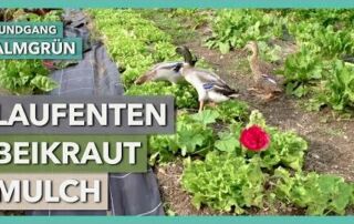 Laufenten, Beikraut und Mulch in der Marktgärtnerei | Almgrün | Rundgang 1 | 2020