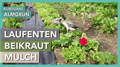 Laufenten, Beikraut und Mulch in der Marktgärtnerei | Almgrün | Rundgang 1 | 2020