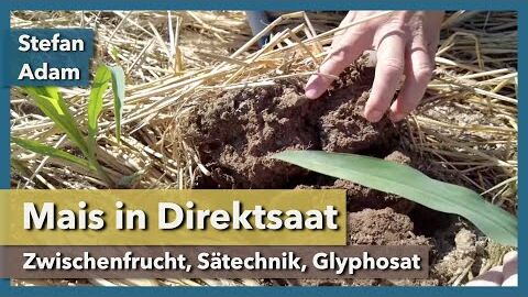 Mais in Direktsaat – Zwischenfrucht, Sätechnik, Gülle, Glyphosat | Stefan Adam | Rundgang 2 | 2022