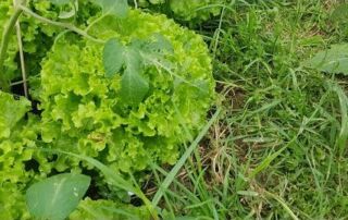 Market Gardening und Bodenfruchtbarkeit | Jonas Machnik | ReLaVisio im Gespräch (2019)