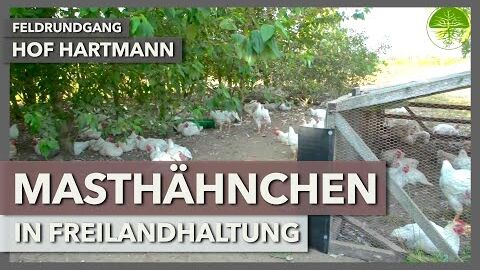 Masthänchen in Freilandhaltung | Hof Hartmann | Feldrundgang 7