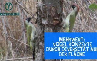Mehrwert | Vogel Konzerte durch Diversität auf der Fläche | Freybauern (2020)
