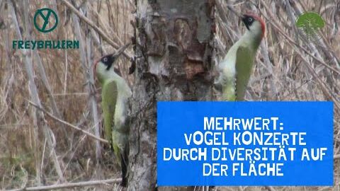 Mehrwert | Vogel Konzerte durch Diversität auf der Fläche | Freybauern (2020)