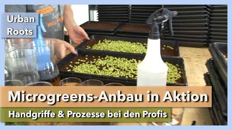 Microgreens-Anbau in Aktion – Handgriffe & Prozesse | Urban Roots | Interview 8 | 2022